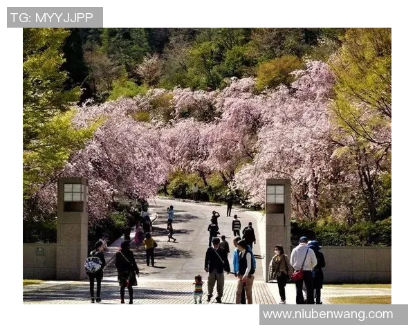 肚利船与大板樱花的精彩对决揭示了传统与现代的完美融合之美